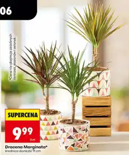 Biedronka Dracena Marginata oferta