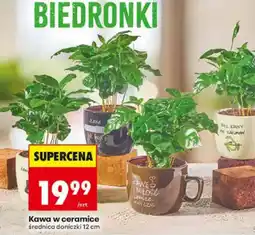 Biedronka Kawa w ceramice oferta