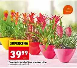 Biedronka Bromelia podwójna w ceramice oferta