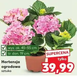 Kaufland Hortensja ogrodowa sztuka oferta