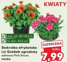 Kaufland Stokrotka afrykańska lub Goździk ogrodowy odmiana Pink Kisses sztuka oferta