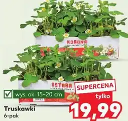 Kaufland Truskawki 6-pak oferta