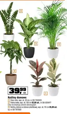 OBI Roślina domowa Fikus miks wys. ok. 50cm oferta