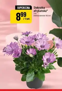 Polomarket Stokrotka afrykańska średnica doniczki 10,5cm oferta