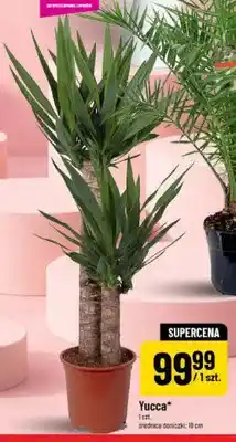 Polomarket Yucca średnica doniczki: 19cm oferta