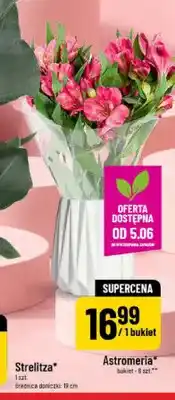 Polomarket Astromeria bukiet oferta