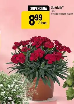 Polomarket Goździk średnica doniczki 10,5cm oferta