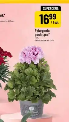 Polomarket Pelargonia pachnąca średnica doniczki 12cm oferta