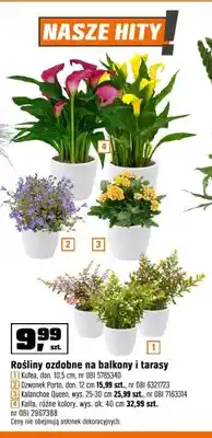 OBI Roślina ozdobna Kufea don. 10,5cm oferta