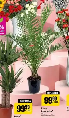 Polomarket Palma kanaryjska średnica doniczki: 19cm oferta