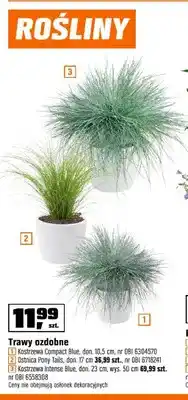 OBI Trawa ozdobna Kostrzewa Compact Blue don. 10,5cm oferta