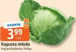 Kapusta młoda