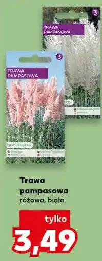 Kaufland Trawa pampasowa różowa, biała oferta