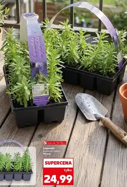 Kaufland Lawenda pachnąca bylina 10-pak oferta