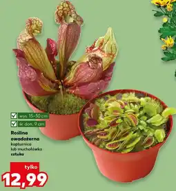 Kaufland Roślina owadożerna (kapturnica lub muchołówka) oferta