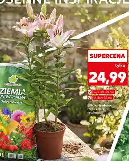 Kaufland Lilia orientalna oferta