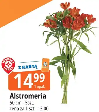 E.Leclerc Alstromeria oferta