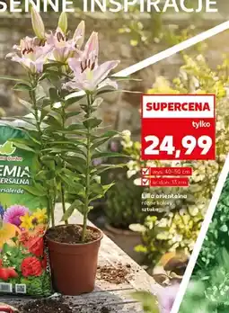 Kaufland Lilia orientalna wys. 40-50 cm śr. don. 13 cm oferta