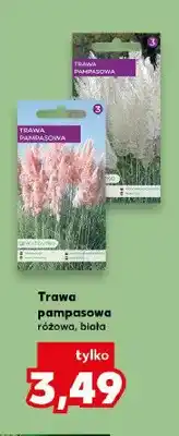 Kaufland Trawa pampasowa biała oferta