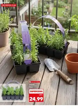 Kaufland Lawenda pachnąca bylina wys. ok. 15-18 cm 10-pak oferta