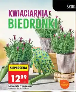 Biedronka Lawenda francuska średnica doniczki 12 cm oferta