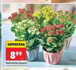 Biedronka Kalanchoe Queen średnica doniczki 10,5 cm oferta