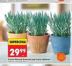 Biedronka Curio Mount Everest średnica doniczki 15 cm oferta