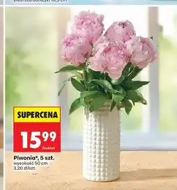 Biedronka Piwonia wysokość 50 cm oferta