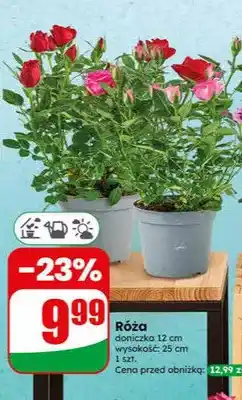 Dino Róża doniczka 12 cm oferta