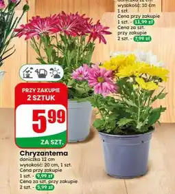 Dino Chryzantema oferta