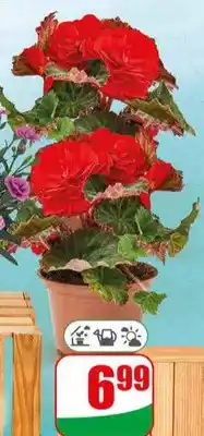 Dino Begonia bulwiasta doniczka 10,5 cm oferta