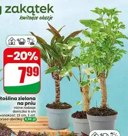Dino Roślina zielona na pniu oferta