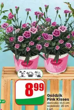 Dino Goździk Pink Kisses doniczka 10,5 cm oferta