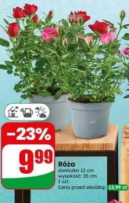 Dino Róża doniczkowa oferta