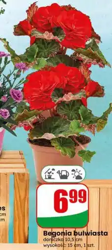 Dino Begonia bulwiasta oferta