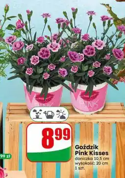 Dino Goździk Pink Kisses oferta