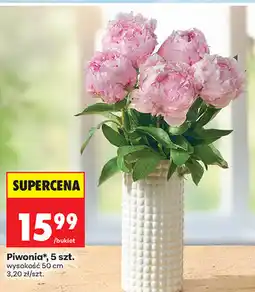 Biedronka Piwonia*, 5 szt. wysokość 50 cm oferta