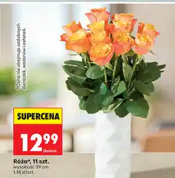 Biedronka Róża*, 11 szt. wysokość 39 cm oferta