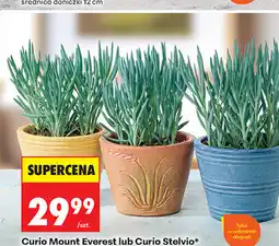 Biedronka Curio Mount Everest lub Curio Stelvio* średnica doniczki 15 cm oferta