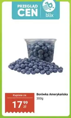 Dino Borówka amerykańska oferta