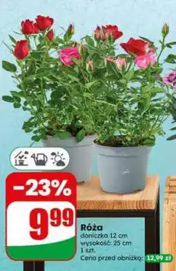 Dino Róża oferta