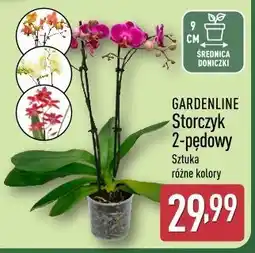 ALDI GARDENLINE Storczyk 2-pędowy oferta