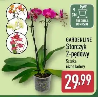 ALDI GARDENLINE Storczyk 2-pędowy oferta