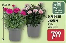 ALDI GARDENLINE Goździki oferta