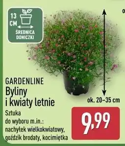 ALDI GARDENLINE Byliny i kwiaty letnie oferta