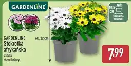 ALDI GARDENLINE Stokrotka afrykańska oferta
