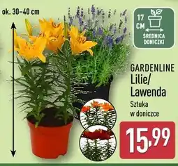 ALDI GARDENLINE Lilie / Lawenda oferta