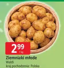 Ziemniaki młode polska