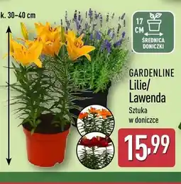 ALDI Lawenda GARDENLINE oferta