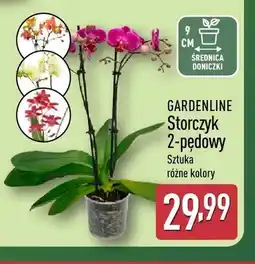 ALDI Storczyk 2-pędowy GARDENLINE oferta